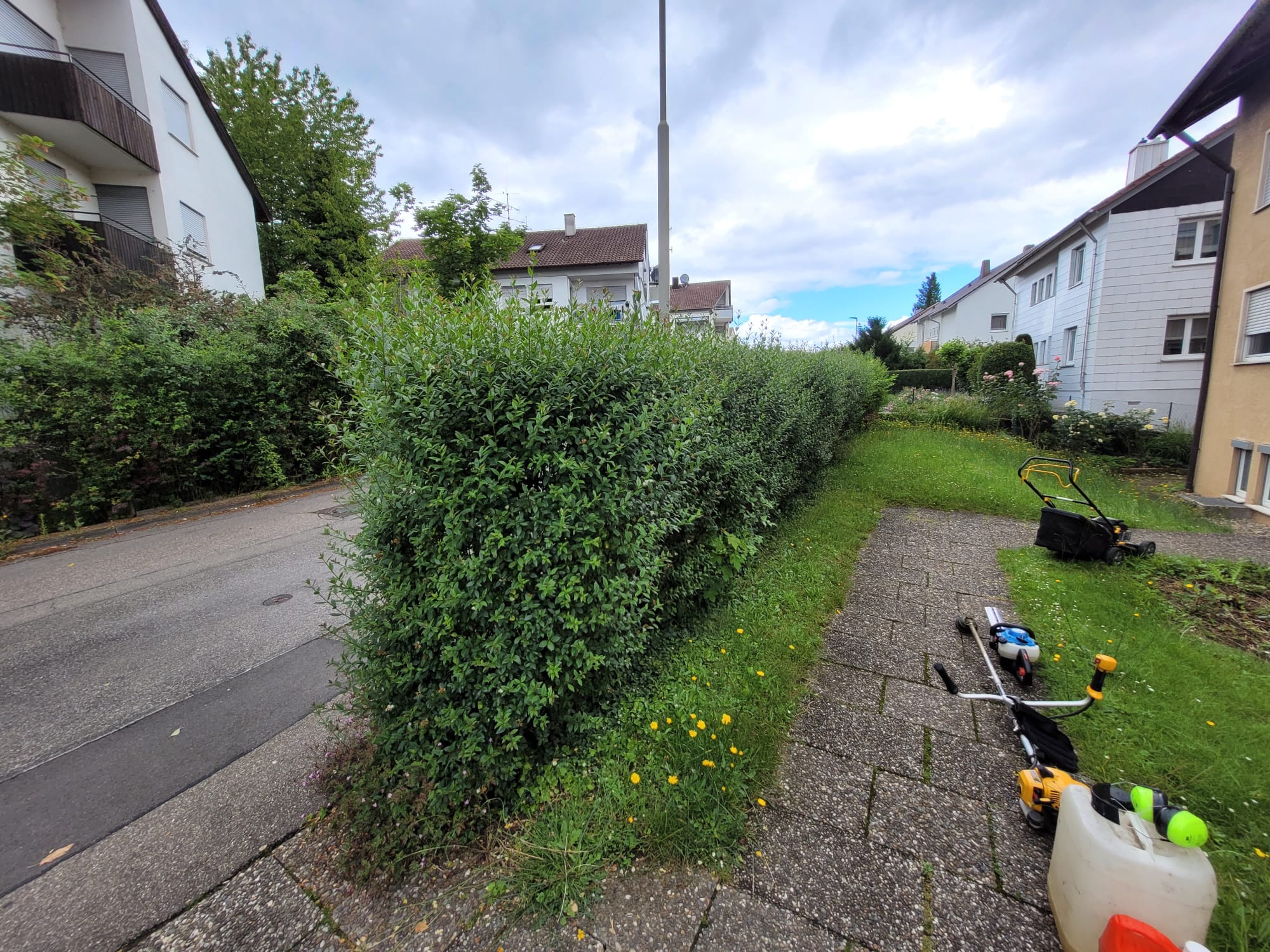 Hecke vor dem Schnitt – verwachsen und ungepflegt